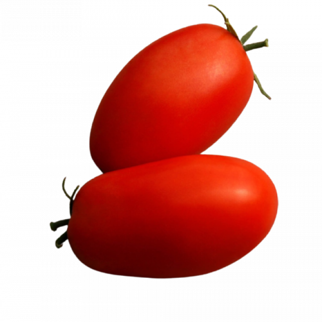 Italian tomato roma