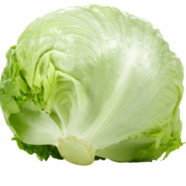Iceberg lettuce gr24-30