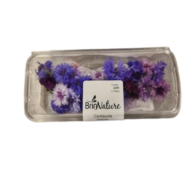 Fleurs de centaurés