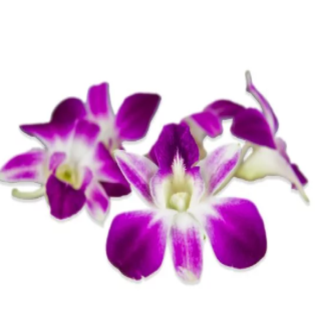 Mixed orchidée flower