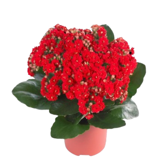 Kalanchoe