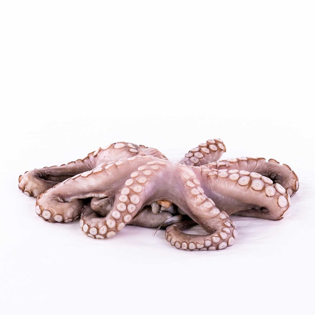 Thawed Octopus