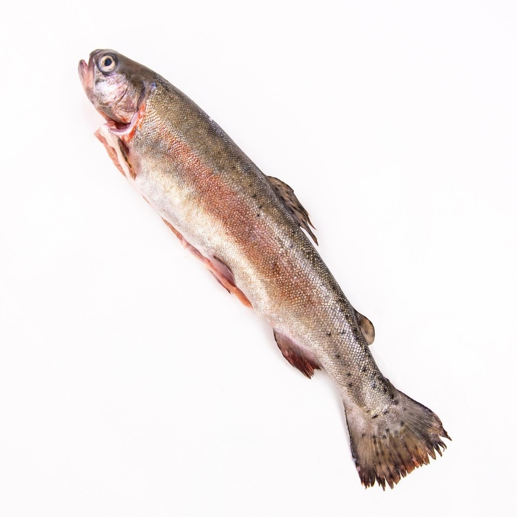 Fresh Rainbow Trout