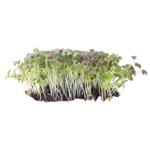 [AUB-1764] Ryuby mustard sprout