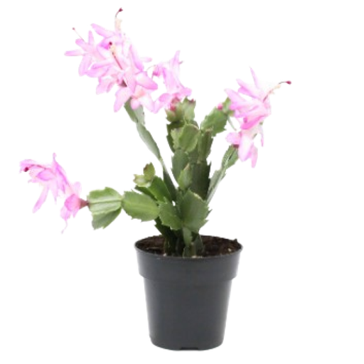 [AUB-15102] Poinsettia 6 peint″