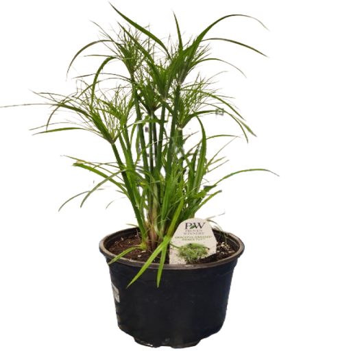 [AUB-15671] Exotic selection