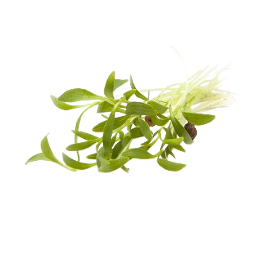 [AUB-15944] Coriander sprout