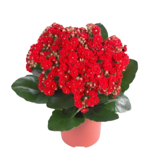 [AUB-16335] Kalanchoe