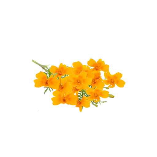 [AUB-16960] Marigold