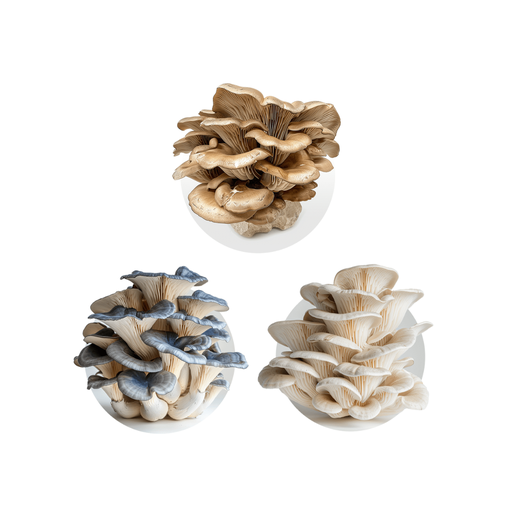 [MAY-14156] Champignon pleurote mixte 454 g